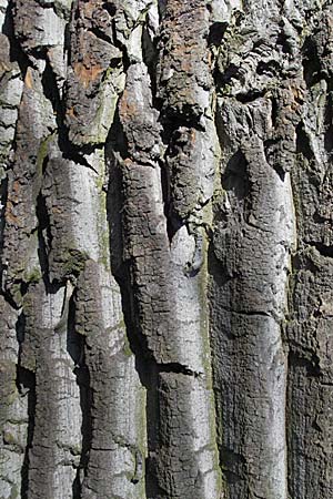 Populus x canadensis \ Kanadische Pappel, Bastard-Schwarzpappel / Black Poplar, D Ketsch 11.3.2007