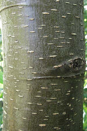 Alnus glutinosa \ Schwarz-Erle / Alder, D Hemsbach 16.8.2007