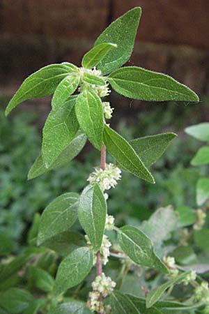 Parietaria judaica \ stiges Glaskraut, Mauer-Glaskraut / Pellitory-of-the-Wall, D Mannheim 19.8.2007