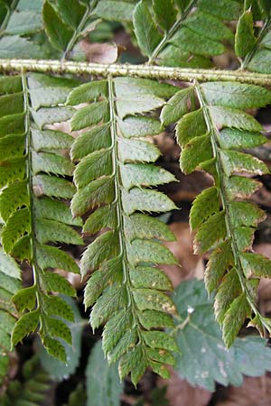 Polystichum aculeatum \ Stacheliger Schildfarn / Hard Shield Fern, D Neckarzimmern 11.4.2010