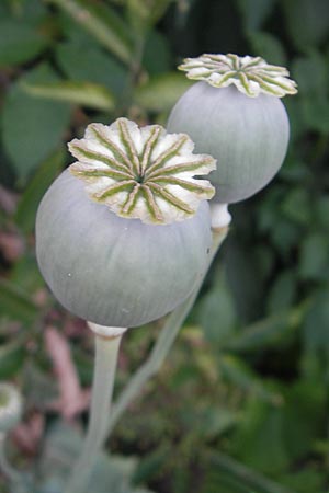 Papaver somniferum / Opium Poppy, D Mannheim 9.7.2010