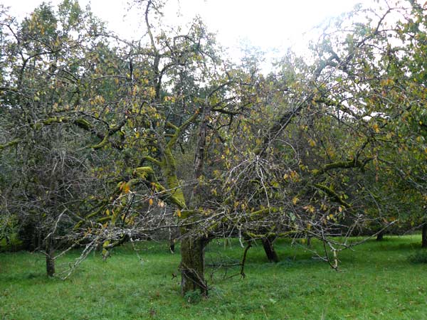 Prunus avium subsp. juliana \ Herz-Kirsche, S-Kirsche / Heart Cherry, D Bensheim 12.10.2014