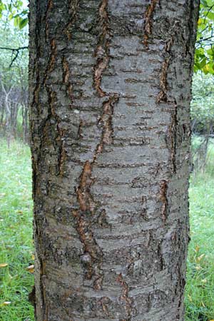 Prunus avium subsp. juliana \ Herz-Kirsche, S-Kirsche / Heart Cherry, D Bensheim 12.10.2014