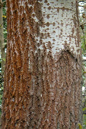 Populus alba \ Silber-Pappel, D Mannheim 9.11.2014