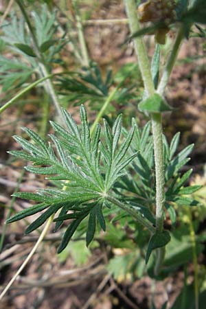 Potentilla argentea agg. \ Silber-Fingerkraut, D Queichhambach 4.5.2011