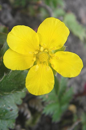 Potentilla anserina \ Gnse-Fingerkraut, D Lampertheim 6.5.2011