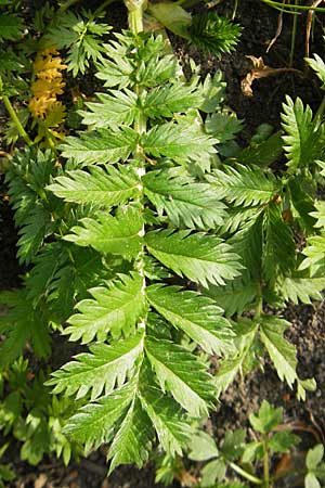 Potentilla anserina / Silverweed, D Lampertheim 6.5.2011