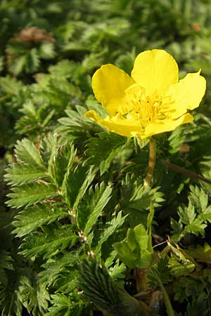 Potentilla anserina \ Gnse-Fingerkraut / Silverweed, D Lampertheim 6.5.2011