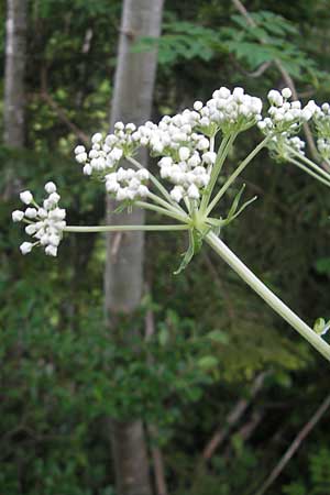 Pleurospermum austriacum \ sterreichischer Rippensame, D Ettal 21.6.2011