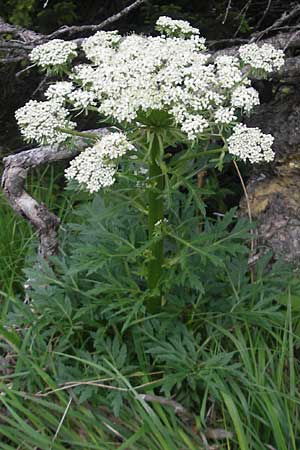 Pleurospermum austriacum \ sterreichischer Rippensame / Austrian Pleurospermum, D Immenstadt 21.6.2011