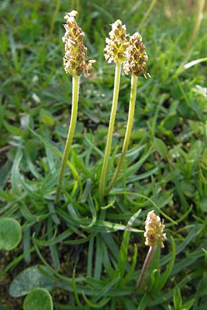 Plantago alpina \ Alpen-Wegerich / Alpine Plantain, D Immenstadt 21.6.2011