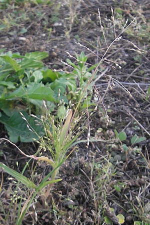 Panicum hillmanii \ Hillmans Rispen-Hirse / Hillman's Millet, D Mannheim 29.9.2011