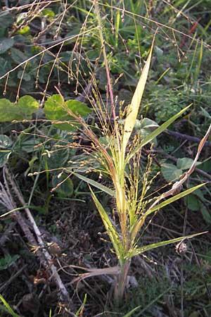 Panicum hillmanii, Hillmans Rispen-Hirse