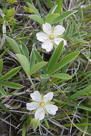 Potentilla alba \ Weies Fingerkraut / White Cinquefoil, D Eching 5.5.2012