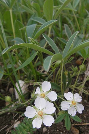 Potentilla alba \ Weies Fingerkraut / White Cinquefoil, D Eching 5.5.2012