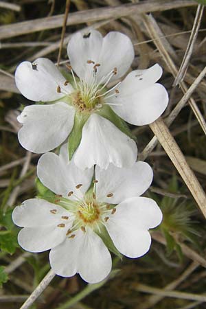 Potentilla alba \ Weies Fingerkraut, D Eching 5.5.2012