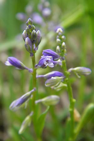 Polygala amarella \ Sumpf-Kreuzblume, Sumpf-Kreuzblmchen, D Mosbach 12.5.2012