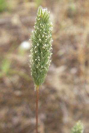 Phleum arenarium \ Sand-Lieschgras / Sand Cat's-Tail, D Mainz 31.5.2012