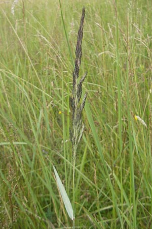 Calamagrostis epigejos \ Land-Reitgras / Wood Small Reed, D Hassloch 21.6.2012