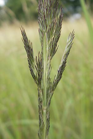 Calamagrostis epigejos \ Land-Reitgras / Wood Small Reed, D Hassloch 21.6.2012