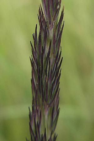 Calamagrostis epigejos \ Land-Reitgras / Wood Small Reed, D Hassloch 21.6.2012