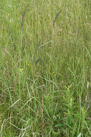 Calamagrostis epigejos \ Land-Reitgras / Wood Small Reed, D Hassloch 21.6.2012