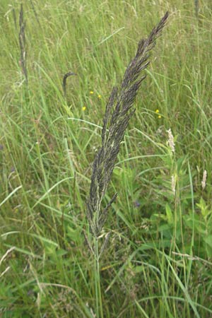 Calamagrostis epigejos \ Land-Reitgras / Wood Small Reed, D Hassloch 21.6.2012