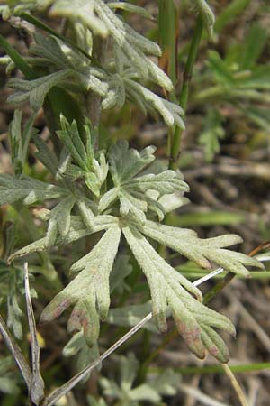 Potentilla argentea var. tephrodes \ Graues Silber-Fingerkraut, D Waghäusel-Wiesental 24.6.2012