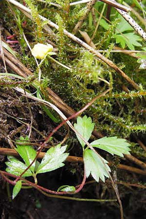 Potentilla anglica \ Niederliegendes Fingerkraut / Trailing Tormentil, D Eberbach 17.7.2012