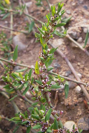 Polygonum arenastrum \ Trittrasen-Vogel-Knterich / Equal-Leaved Knotgrass, D Heidelberg 2.8.2012