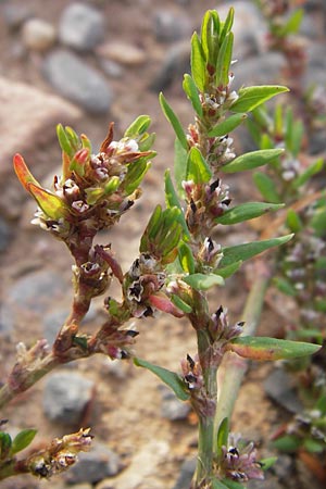 Polygonum arenastrum \ Trittrasen-Vogel-Knterich / Equal-Leaved Knotgrass, D Heidelberg 2.8.2012