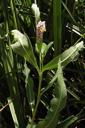 Persicaria amphibia \ Wasser-Knterich / Water Knotweed, Willow Grass, D Philippsburg 25.8.2012