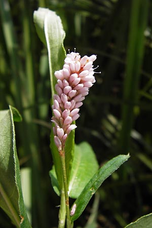 Persicaria amphibia / Water Knotweed, Willow Grass, D Philippsburg 25.8.2012