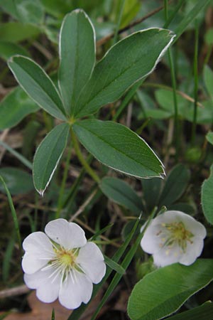 Potentilla alba \ Weies Fingerkraut / White Cinquefoil, D Pfalz, Speyer 3.5.2013