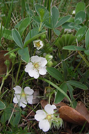 Potentilla alba \ Weies Fingerkraut / White Cinquefoil, D Pfalz, Speyer 3.5.2013