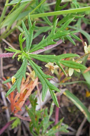 Potentilla argentea agg. \ Silber-Fingerkraut, D Frankfurt Airport 15.6.2013