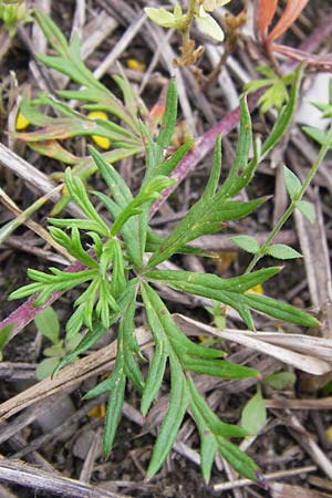 Potentilla argentea agg. \ Silber-Fingerkraut, D Frankfurt Airport 15.6.2013