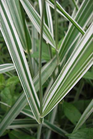 Phalaris arundinacea var. picta \ Buntes Glanzgras / Variegated Ribbon Grass, Gardener's Garters, D Lobbach-Waldwimmersbach 21.6.2013