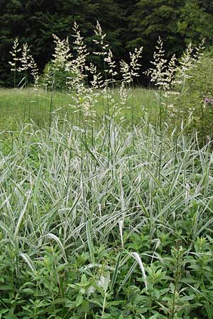 Phalaris arundinacea var. picta / Variegated Ribbon Grass, Gardener's Garters, D Lobbach-Waldwimmersbach 21.6.2013