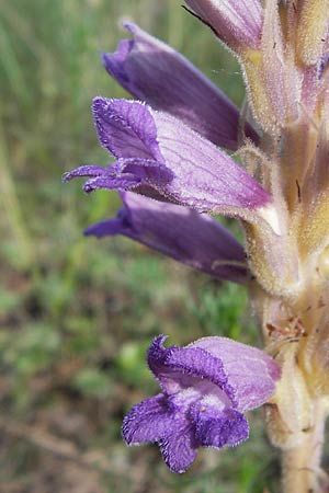 Phelipanche arenaria \ Sand-Sommerwurz, D Jugenheim an der Bergstraße 28.6.2013