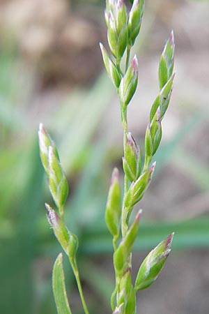 Poa annua / Annual Blue Grass, D Mannheim 1.7.2013