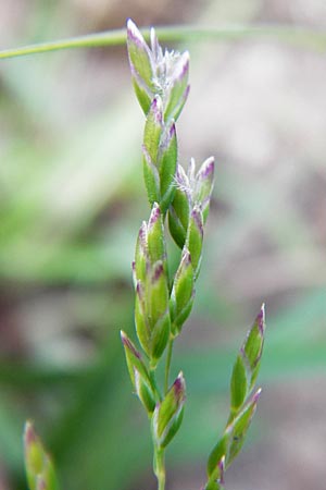 Poa annua / Annual Blue Grass, D Mannheim 1.7.2013