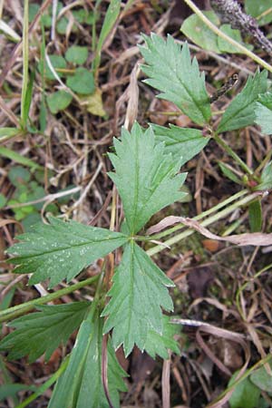 Potentilla anglica \ Niederliegendes Fingerkraut, D Odenwald, Erbach 24.8.2013