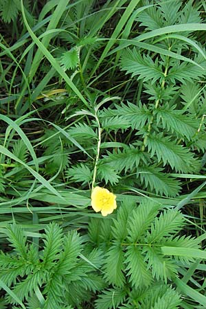 Potentilla anserina / Silverweed, D Mannheim 9.9.2013