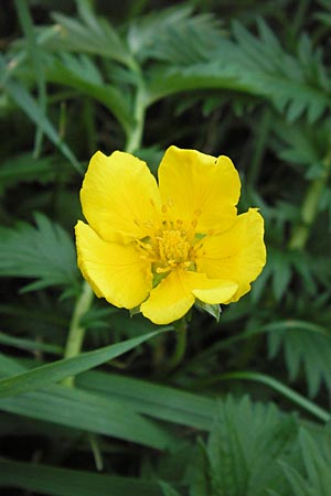 Potentilla anserina / Silverweed, D Mannheim 9.9.2013