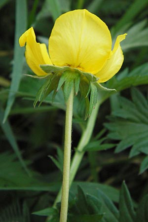 Potentilla anserina / Silverweed, D Mannheim 9.9.2013