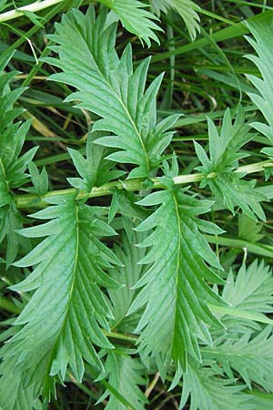 Potentilla anserina / Silverweed, D Mannheim 9.9.2013