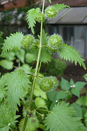 Urtica pilulifera \ Pillen-Brenn-Nessel / Roman Nettle, D Botan. Gar.  Universit.  Mainz 13.9.2008