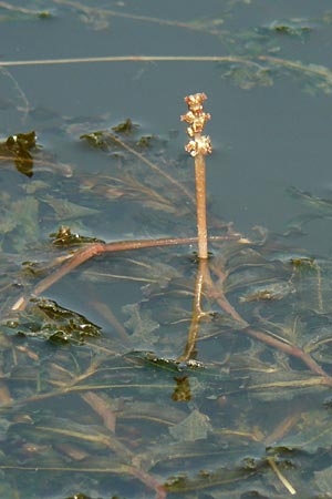 Potamogeton crispus \ Krauses Laichkraut / Curled Pontweed, D Franken/Franconia Scheßlitz 19.5.2012