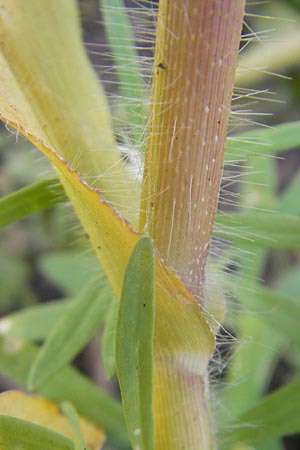 Panicum capillare \ Haarstige Rispen-Hirse, D Karlsruhe 4.9.2010